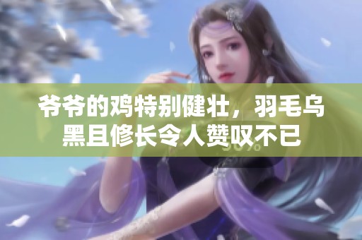 爷爷的鸡特别健壮，羽毛乌黑且修长令人赞叹不已